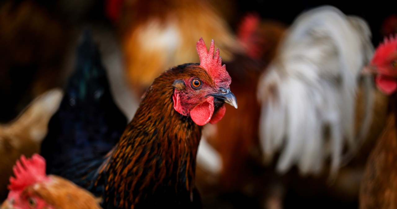 Moda na czubatki i jedwabiste – kurnik z charakterem