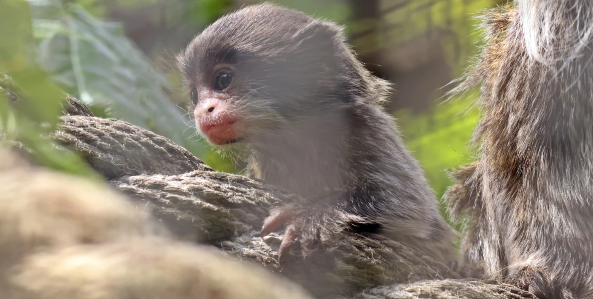 Gdański Ogród Zoologiczny ma nową i uroczą lokatorkę. Urodziła się tam tamaryna cesarska. 