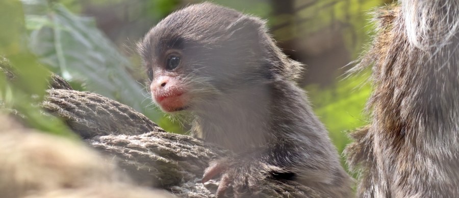 Gdański Ogród Zoologiczny ma nową i uroczą lokatorkę. Urodziła się tam tamaryna cesarska. 