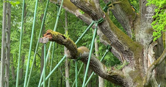 "Wydarzenia": Słynny dąb Bartek uszkodzony