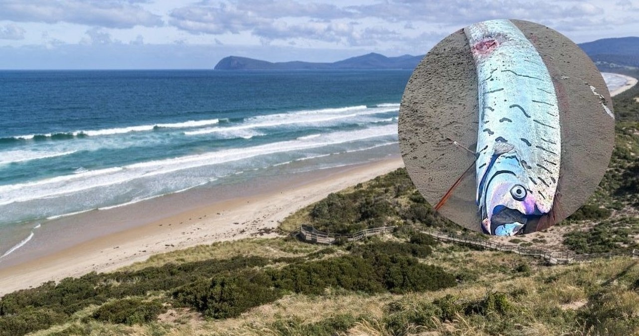 "Ryba zagłady" wyrzucona na brzeg. Rzadkie znalezisko na plaży w Australii