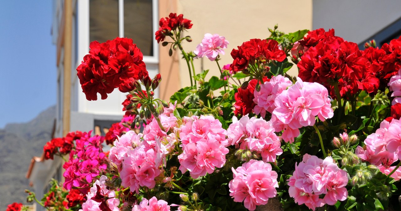 Rośliny łatwe w uprawie. Idealne dla początkujących i niecierpliwych