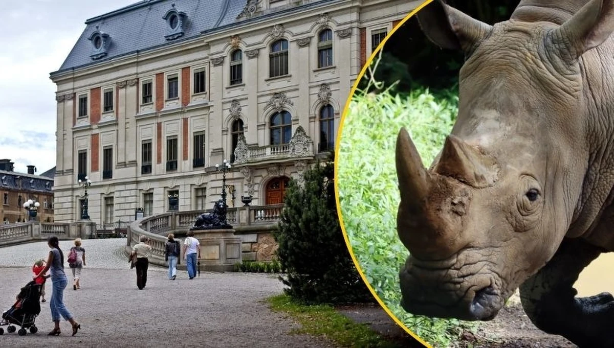 Z Muzeum Zamkowego w Pszczynie (Śląskie) nieznani sprawcy skradli dwa rogi nosorożca - eksponaty z przełomu XIX i XX w. Ich wartość szacowana jest na 75 tys. euro. Rogi mogły trafić na czarny rynek.