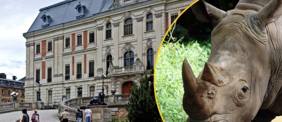 Z Muzeum Zamkowego w Pszczynie (Śląskie) nieznani sprawcy skradli dwa rogi nosorożca - eksponaty z przełomu XIX i XX w. Ich wartość szacowana jest na 75 tys. euro. Rogi mogły trafić na czarny rynek.