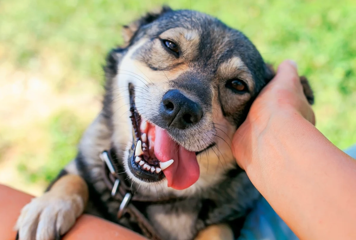 Psy mogą przyczyniać się do zanieczyszczenia wód pestycydami nawet przez kilka tygodni po zastosowaniu na ich skórze popularnych preparatów przeciwko pchłom. To ważne odkrycie rzuca światło na konsekwencje stosowania popularnych metod zwalczania pasożytów u zwierząt domowych i ich wpływ na środowisko.
