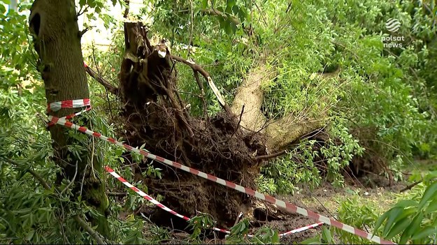 Potężna wichura przeszła przez Włocławek w województwie kujawsko-pomorskim. Strażacy interweniowali w okolicy ponad sto razy. Trwa sprzątanie miasta i liczenie strat. Iwona Urbańska.