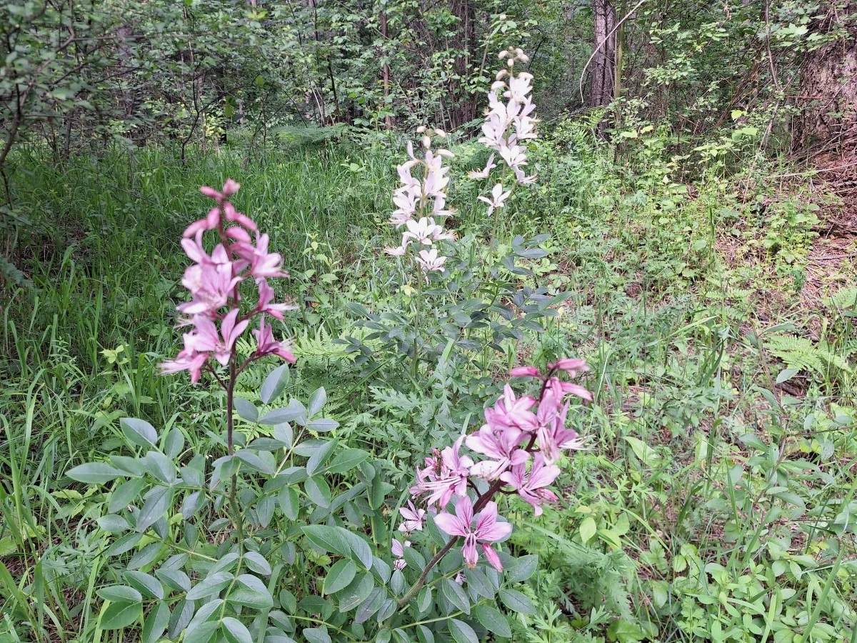 Na Bukowej Górze w Dąbrowie Górniczej zakwitł wyjątkowy kwiat. To dyptam jesionolistny, który w czerwonej księdze roślin oznaczony jest jako gatunek "krytycznie zagrożony" - poinformowali leśnicy w mediach społecznościowych.