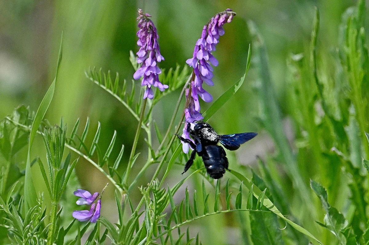 Ściśle chroniony gatunek czarnej pszczoły zaobserwowali przyrodnicy na terenie Roztoczańskiego Parku Narodowego. Owad wielkością przypomina trzmiela, odznacza się niebieskofioletowym połyskiem. Lubi kwietne łąki i próchniejące drzewa. Zadrzechnię entomolodzy do niedawna uważali za wymarłą w Polsce.