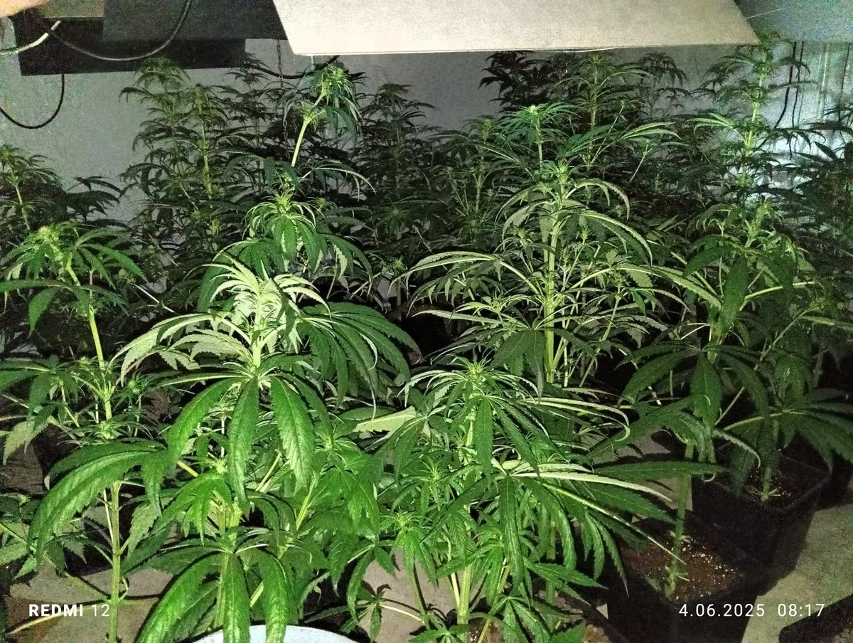 Łódzcy policjanci w ciągu dwóch dni przejęli ponad 40 kilogramów narkotyków. Zatrzymano dwóch mężczyzn, którzy już usłyszeli zarzuty. Obaj byli wcześniej notowani za przestępstwa.