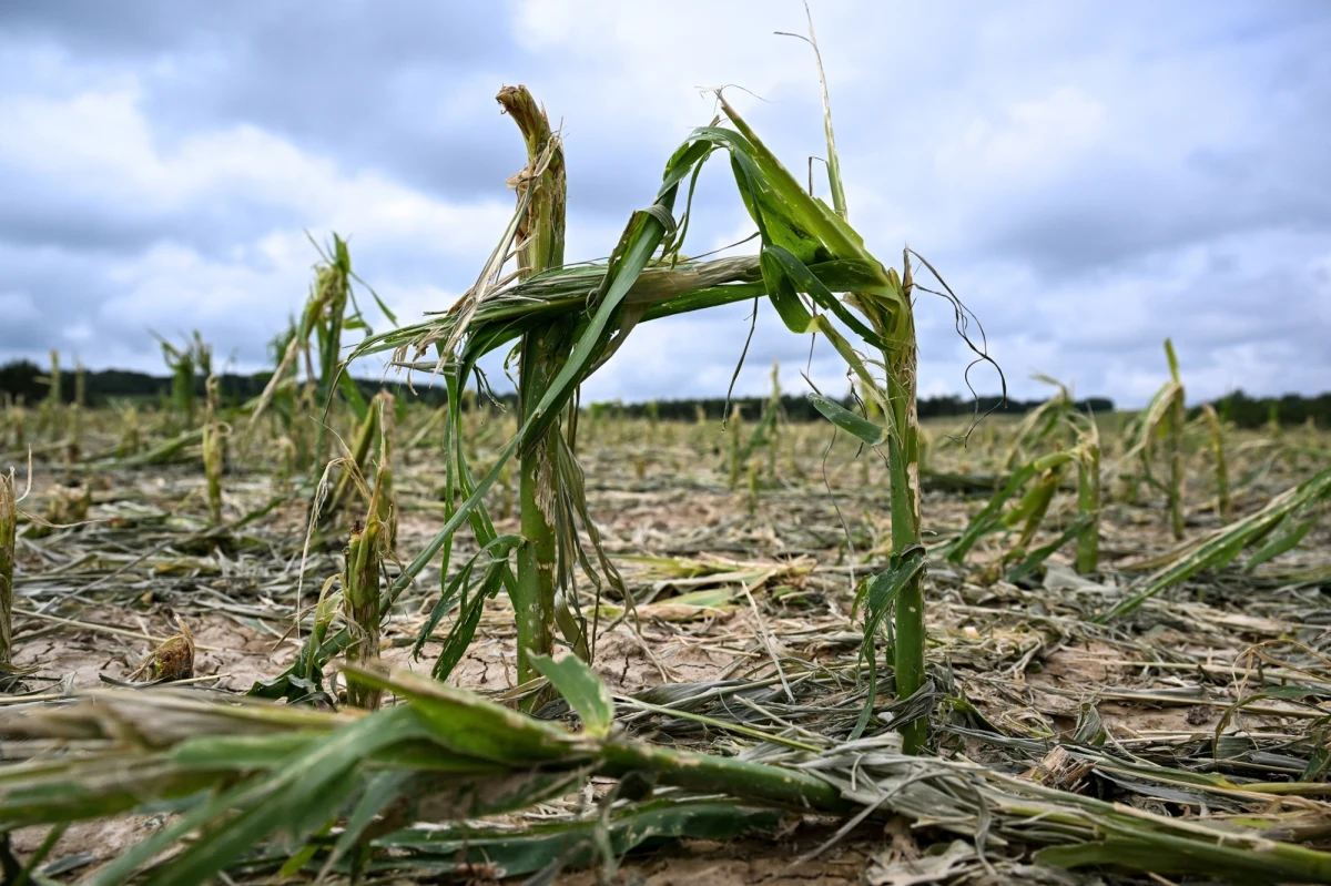 Starania o dodatkowe środki na pomoc dla sadowników i rolników, których uprawy zostały zniszczone przez gradobicia, zapowiedział w niedzielę minister rolnictwa Czesław Siekierski. Jak wskazał, budżet resortu nie wystarczy na pokrycie tak dużych strat, które w wielu przypadkach sięgają 100 proc.