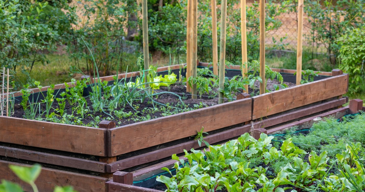 Wapnowanie ziemi pod warzywa. Dzięki niemu warzywa będą lepiej rosły