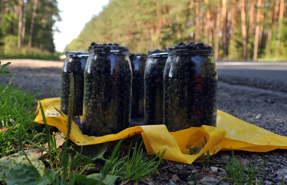 Jagody leśne już są! Sprawdź, ile zapłacisz w tym roku