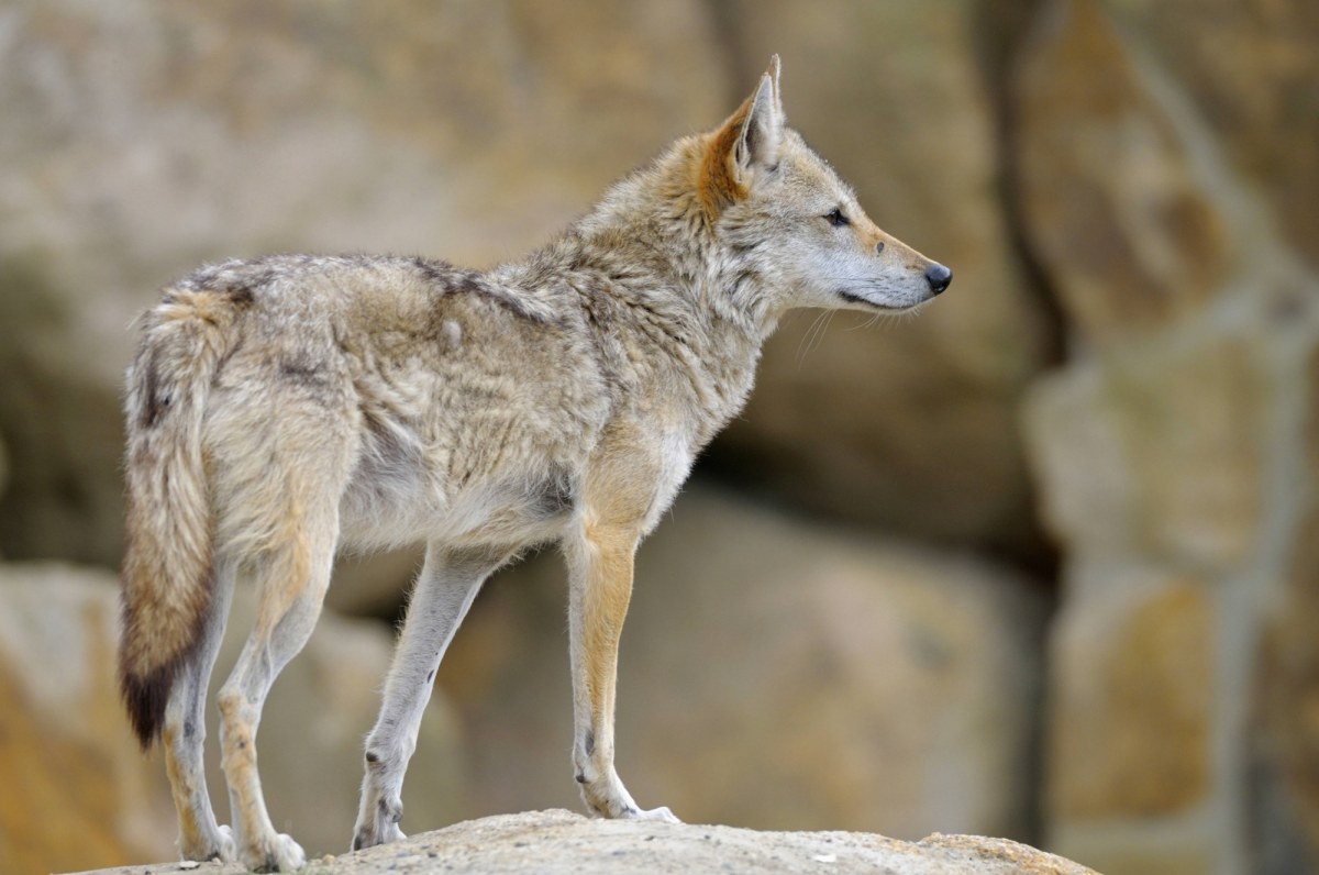 Gorączka polowania: Łowczy na tropie szakala złocistego