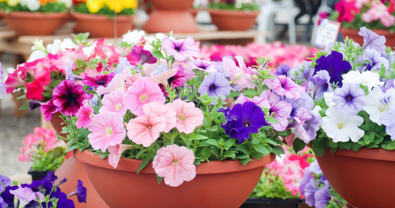 Ten nawóz działa cuda na petunie. Sprawi, iż kwiatów będzie zatrzęsienie