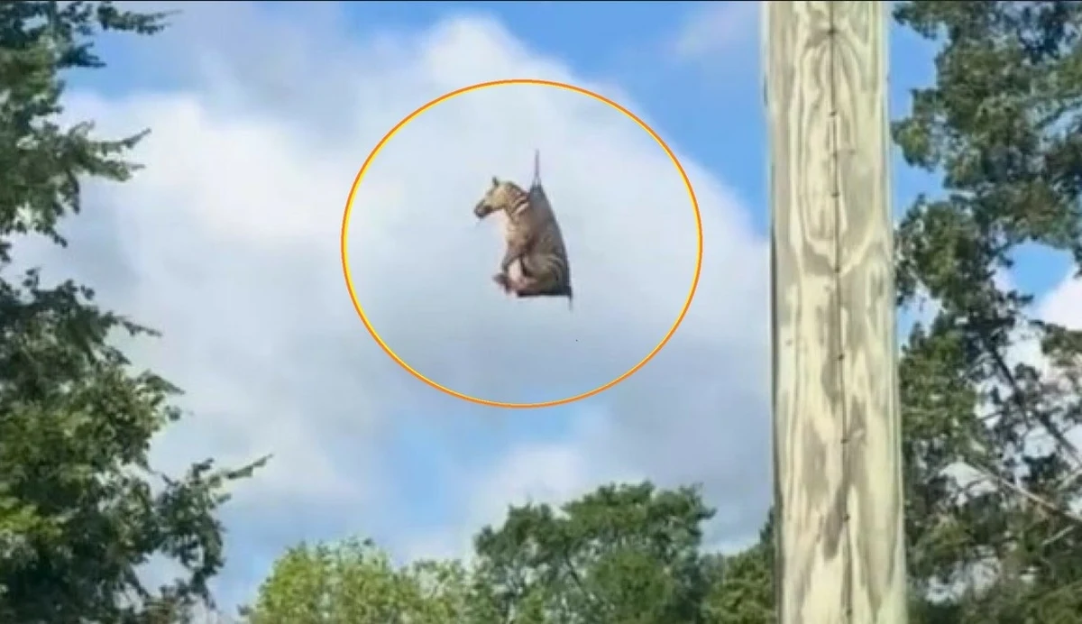 Zebra-uciekinierka została schwyta po tygodniowym "zwiedzaniu" Tennessee w Stanach Zjednoczonych. Ed został wypatrzony na pastwisku, jak spokojnie skubał trawę. Został schwytany i przetransportowany do właściciela… śmigłowcem. 