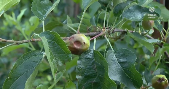 "Wydarzenia": Zniszczone plony. Rolnicy liczą straty
