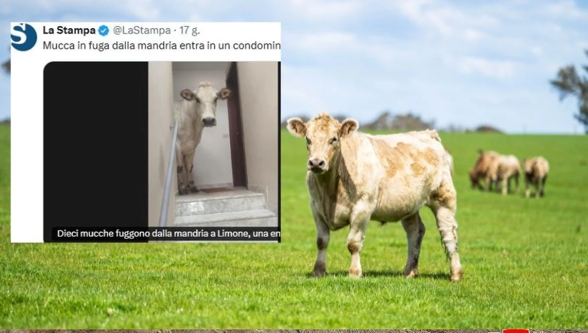 Oborę zamieniła na blok - i to od razu na trzecie piętro w tym bloku. Włoskie media obiegła historia pewnej krowy uciekinierki. Razem z całym stadem współtowarzyszek dała drapaka. Wędrówkę zakończyła na trzecim piętrze bloku w gminie Limone Piemonte.