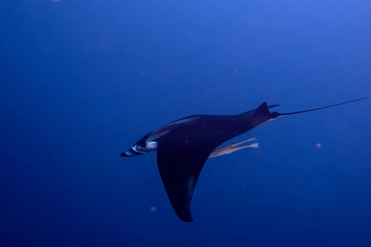 Dwa „morskie diabły”, które zostały wyrzucone przez fale Morza Śródziemnego na plaże koło kurortu Agde na południu Francji, zostały uratowane przez specjalną jednostkę strażaków. Nie wiadomo, dlaczego te wielkie ryby z gatunku Mobula mobular, które przypominają płaszczki, pływały tuż przy brzegu.