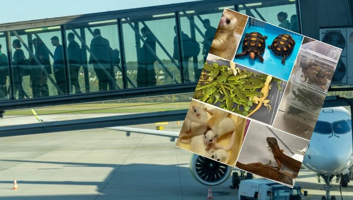 Pasażer linii lotniczych ukrył w bagażu około stu dzikich zwierząt, m.in. jaszczurki, kolibry i małe torbacze. Mężczyznę zatrzymali celnicy w Mumbaju w Indiach. Niektóre ze zwierząt w momencie interwencji służb na lotnisku były już martwe.   