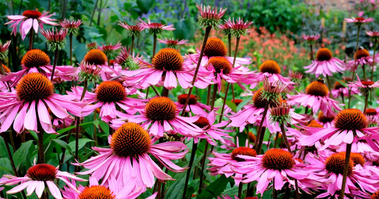 Najciekawsze byliny na rabaty: Będą prawdziwą ozdobą każdego ogrodu