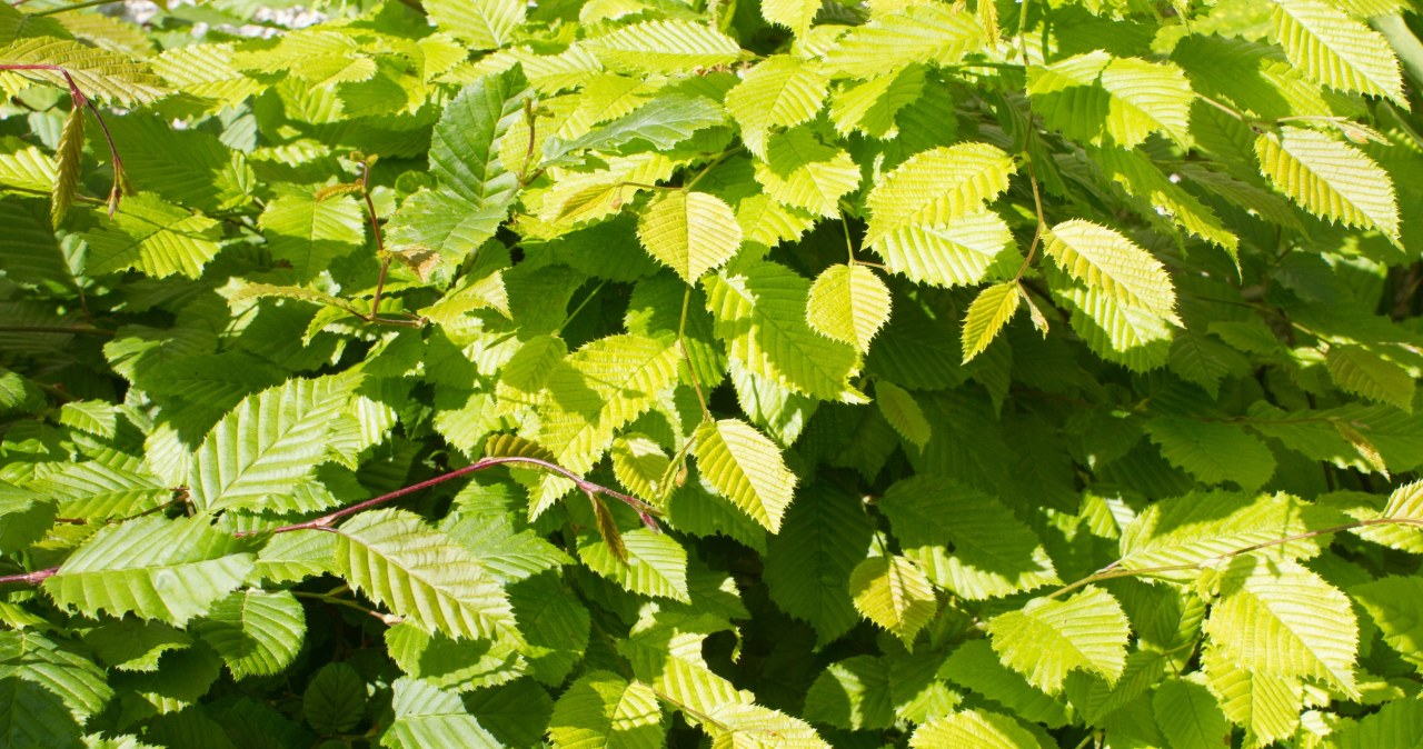 Tworzy zieloną ścianę w ogrodzie. Rośnie gwałtownie i jest odporny na choroby