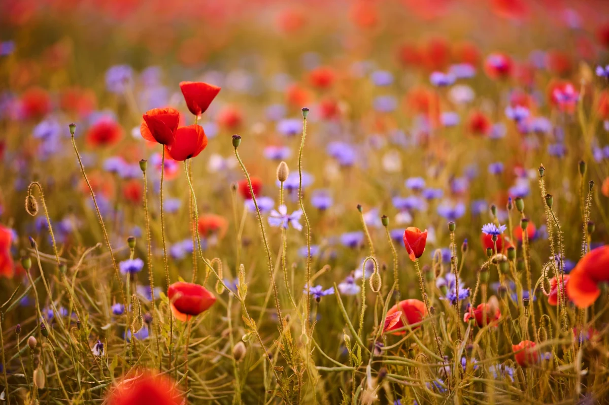 Ogromnym zainteresowaniem cieszyła się rekrutacja do ogrodu parcelowego „Pod gwiazdami” przy ul. Orlej w Krakowie. O wynajem 47 poletek ubiegało się 277 mieszkańców Krakowa. Nabór na miejskich ogrodników przeprowadził Zarząd Zieleni Miejskiej.