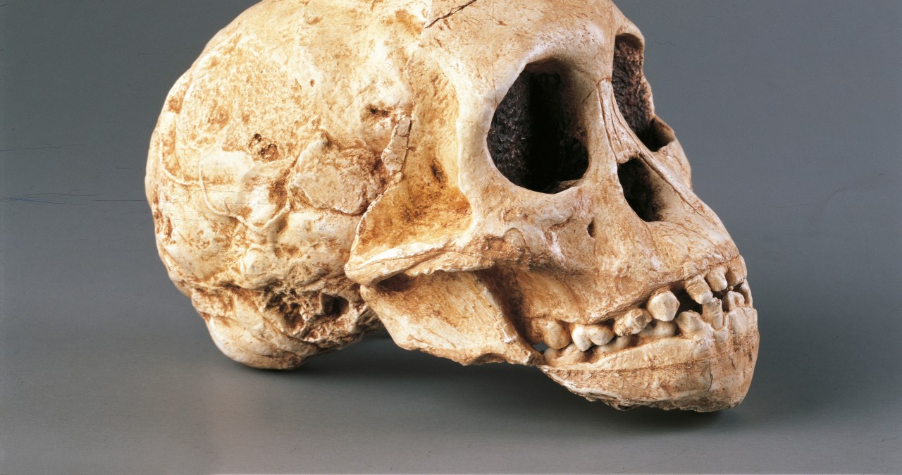 Nowe spojrzenie na zęby naszych przodków. To klucz do zrozumienia ewolucji