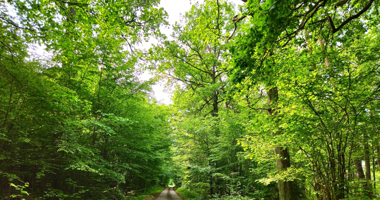 Gigant o krystalicznie czystej wodzie. Jedno z najpiękniejszych jezior w Polsce