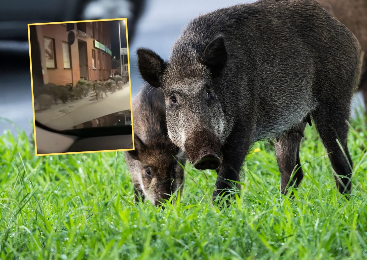 Horda dzików w Limanowej. Sieją postrach w centrum miasta. WIDEO