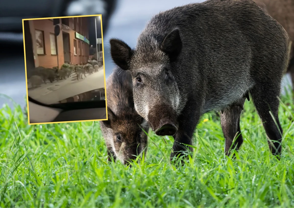 Stado dzików widziane było w centrum Limanowej (woj. małopolskie). W poniedziałek ok. godziny 12 mieszkańcy zauważyli zwierzęta spacerujące m.in. w rejonie ulicy Józefa Marka. Według świadków w stadzie znajdowała się dorosła locha z kilkunastoma warchlakami. Do sieci trafiło nagranie.