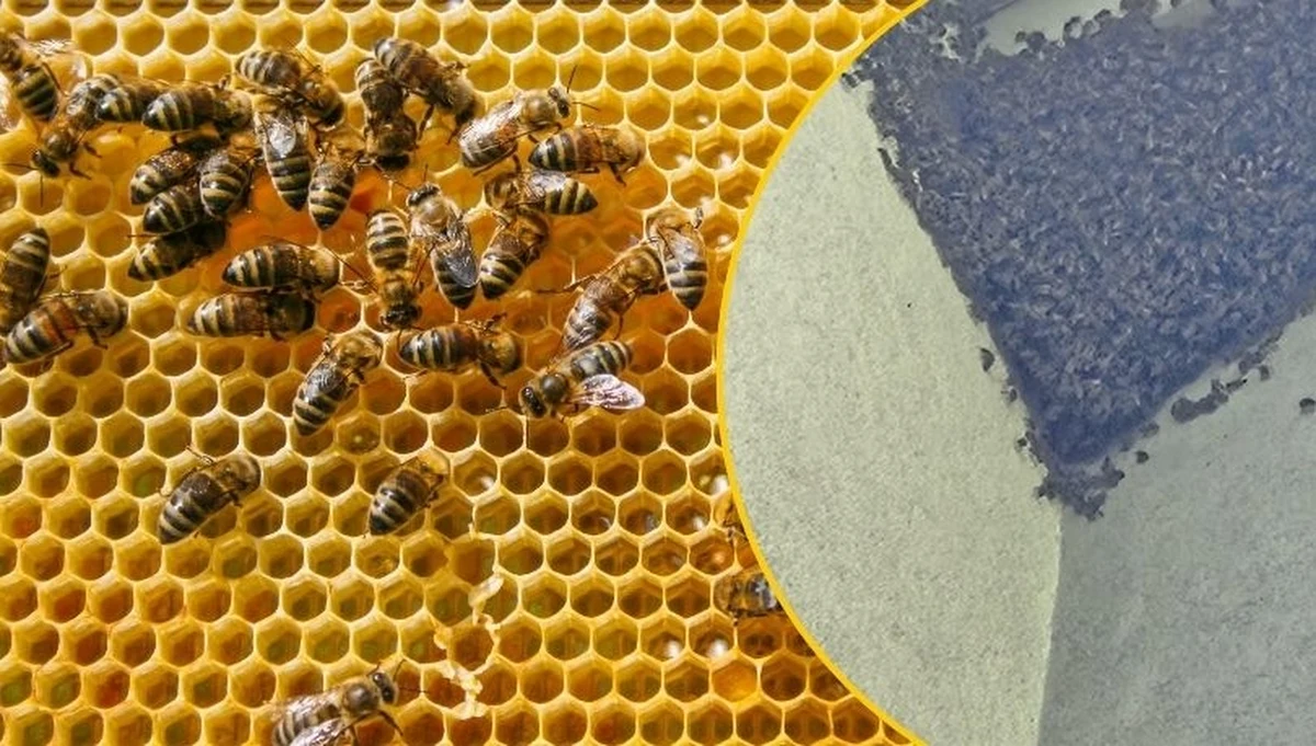 Niecodzienny widok zaskoczył mieszkańców jednego z krakowskich osiedli. Słuchacze RMF FM poinformowali nas o roju pszczół, który zgromadził się pod dachem jednego z budynków. Dzięki szybkiej interwencji administracji i pomocy pszczelarzy, w tym pana Andrzeja, owady zostały bezpiecznie usunięte. To wydarzenie pokazuje, że pszczoły są znacznie bliżej nas, niż się wydaje - i wcale nie musimy się ich bać.