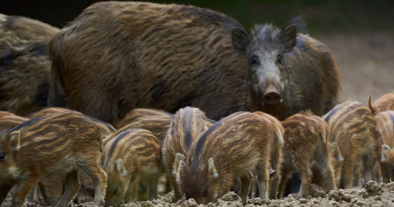 wiadomości,aktualności,Interia Koniec polowań na dziki na północy Polski. Przełomowa decyzja