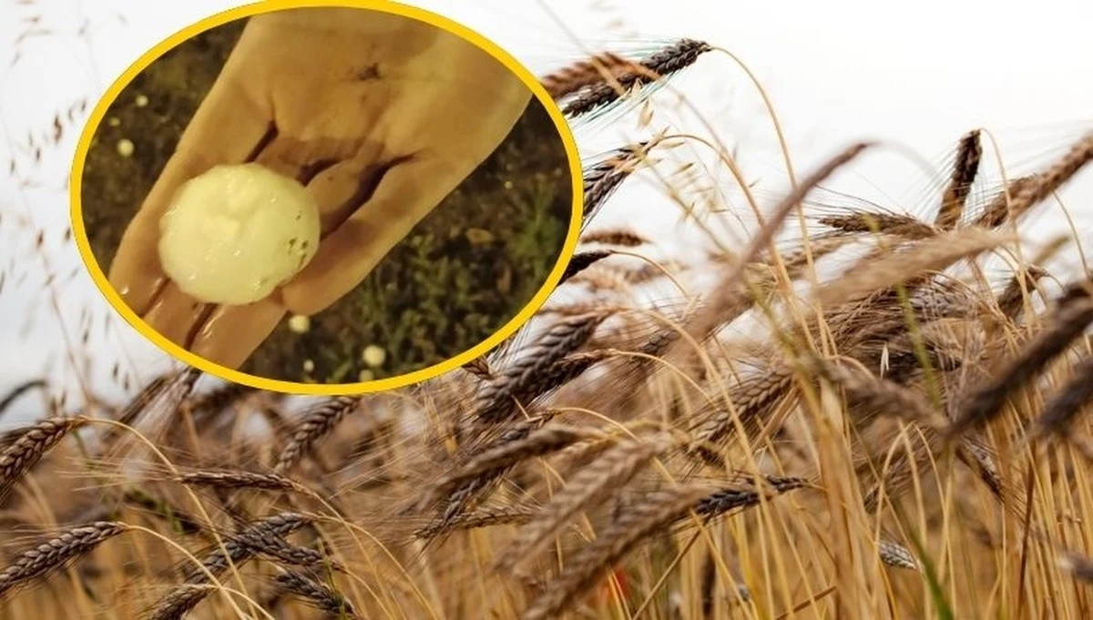 Silne gradobicie nawiedziło w środę rano centrum i północ Portugalii. Grad wielkości piłek pingpongowych zniszczył uprawy, a rolnicy szacują poważne straty.