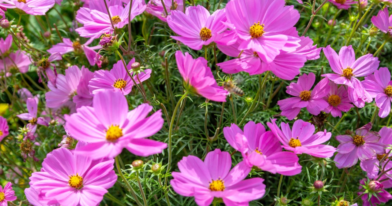 W PRL-u rosły przy każdym płocie. Pachną jak słodycze i kwitną do zimy