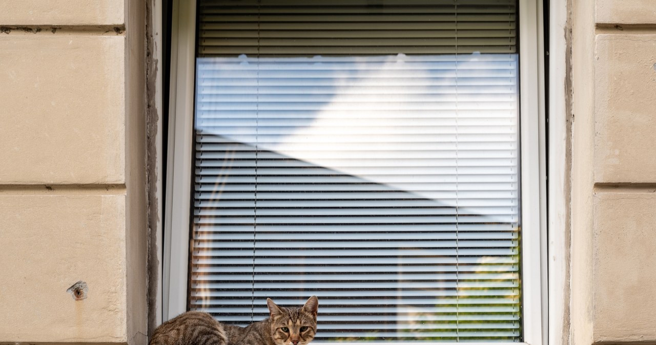 Wypuszczasz kota z mieszkania? Możesz za to słono zapłacić