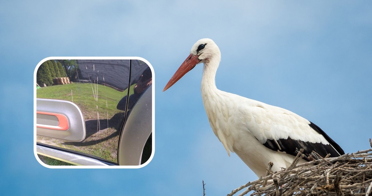 Bocian niszczy samochody w Piątnicy. "To tragedia, a nie żadna sensacja"
