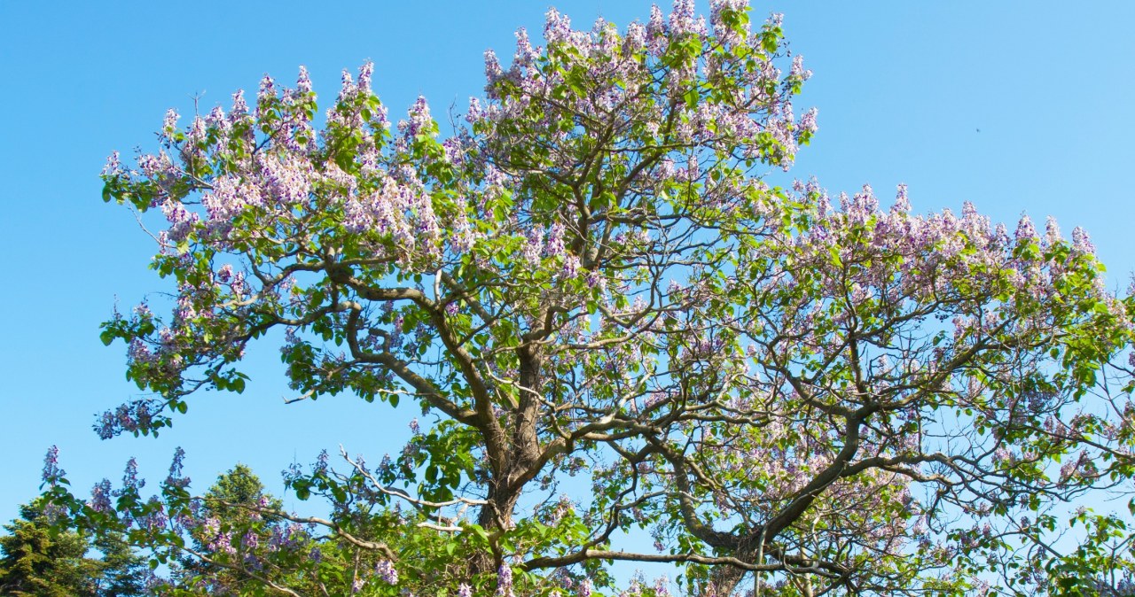 Widowiskowe drzewo zachwyca kwiatami. Coraz więcej krajów go zakazuje