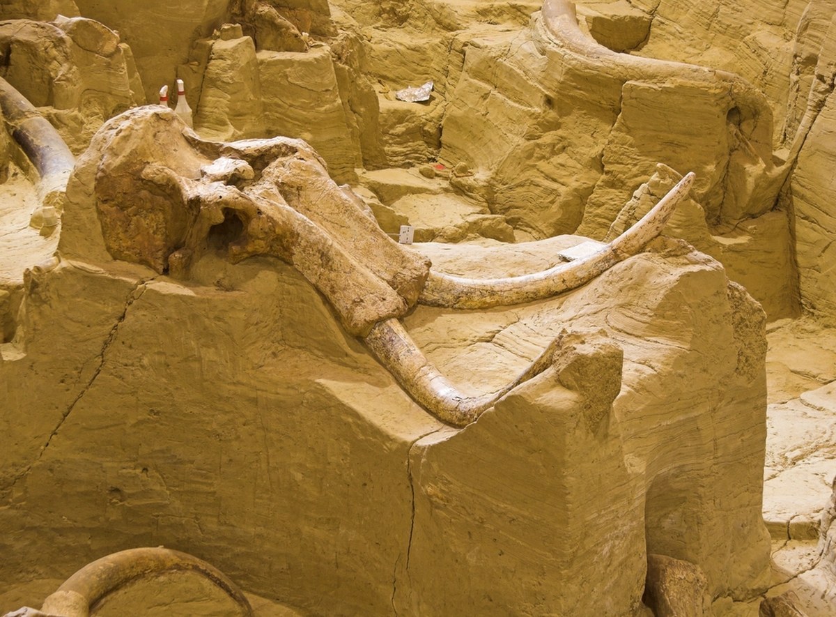 Słoń czy mamut? Sensacja w Polsce