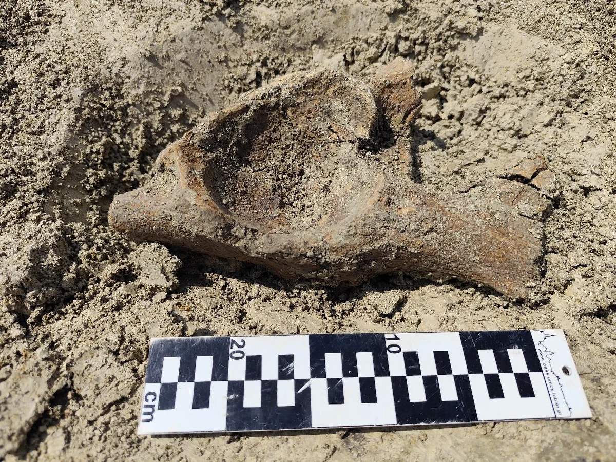 Podczas prac archeologicznych związanych z budową drogi ekspresowej S17 w okolicach Zamościa (woj. lubelskie) odkryto szczątki mamuta lub słonia. To niezwykle rzadkie znalezisko, które może rzucić nowe światło na historię regionu – informują naukowcy.