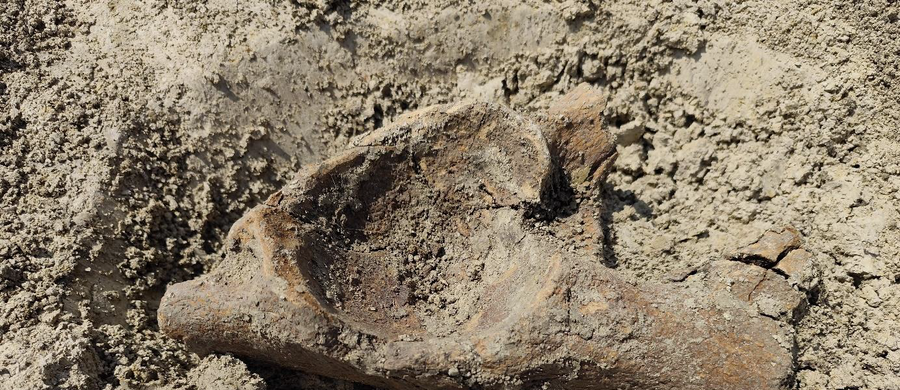Podczas prac archeologicznych związanych z budową drogi ekspresowej S17 w okolicach Zamościa (woj. lubelskie) odkryto szczątki mamuta lub słonia. To niezwykle rzadkie znalezisko, które może rzucić nowe światło na historię regionu – informują naukowcy.