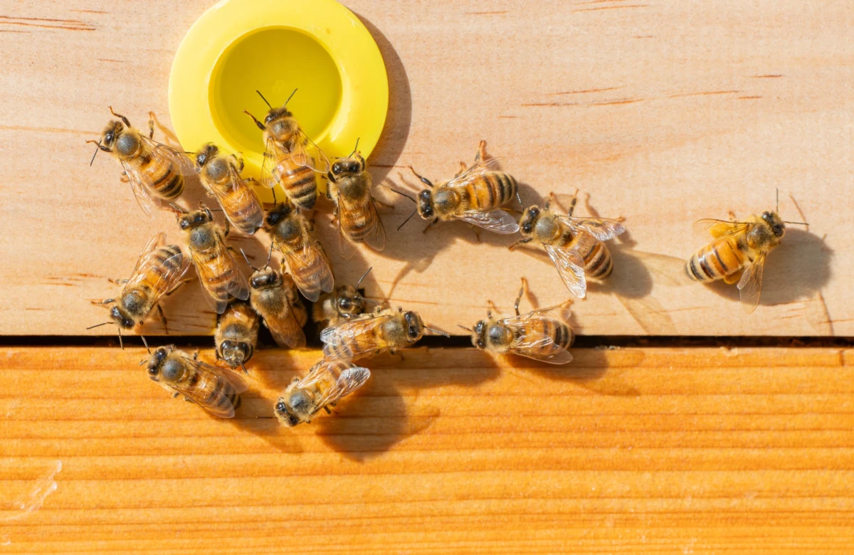 Wiosną pasieki w Polsce zmagały się z problemami spowodowanymi przez kapryśną pogodę. Okazuje się, że niekorzystna aura wpłynęła zarówno na życie pszczelich rodzin, jak i na proces produkcji miodu.