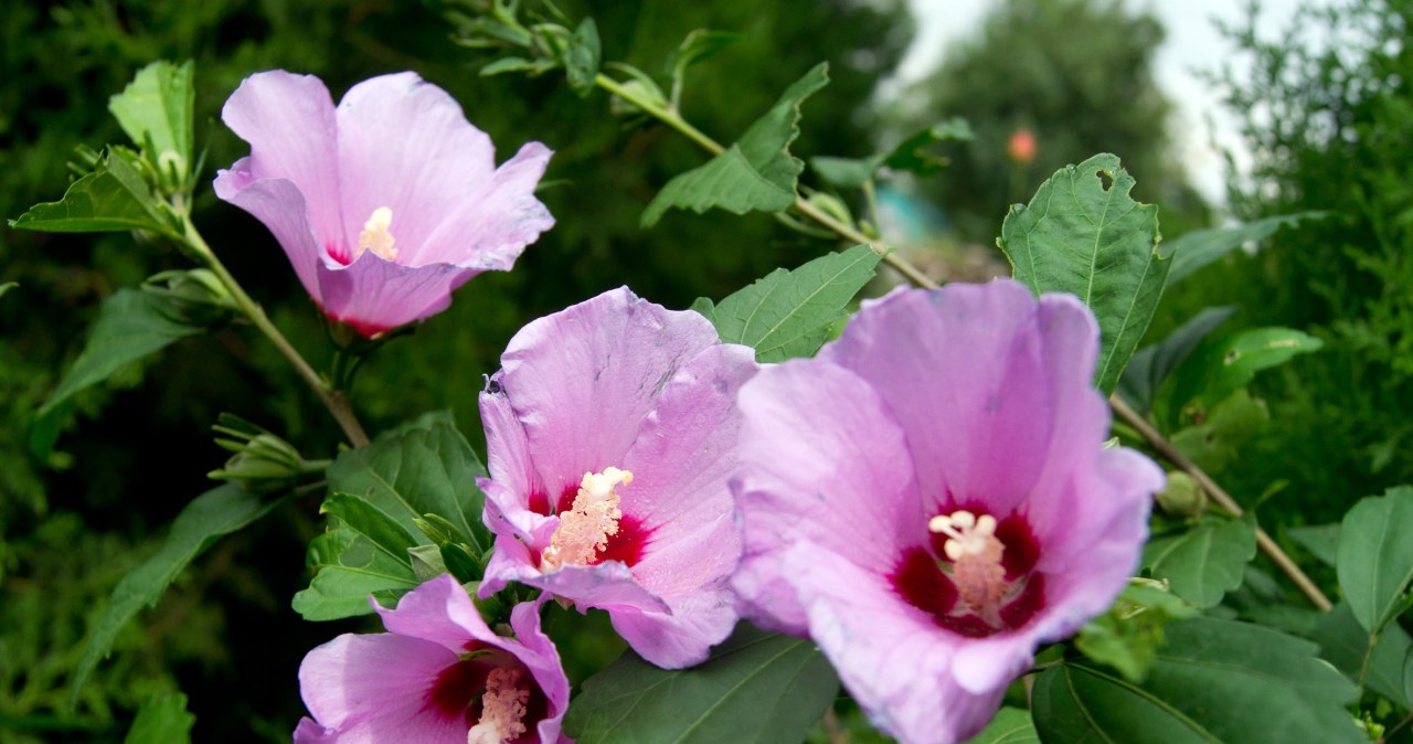 Hibiskus będzie kwitł dłużej. Pamiętaj o prostym zabiegu we wrześniu