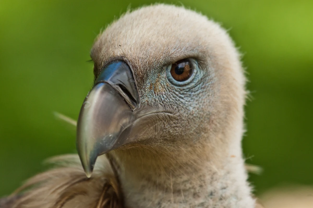W sercu malowniczych Gór Sowich na Dolnym Śląsku doszło do wyjątkowego zdarzenia, które zelektryzowało społeczność ornitologiczną i miłośników przyrody. Dzięki kamerze zamontowanej przez Nadleśnictwo Jugów udało się uchwycić rzadki widok – sęp płowy, majestatyczny ptak znany z południowej Europy, właśnie raczył się posiłkiem. Zobaczcie go na zdjęciu!
