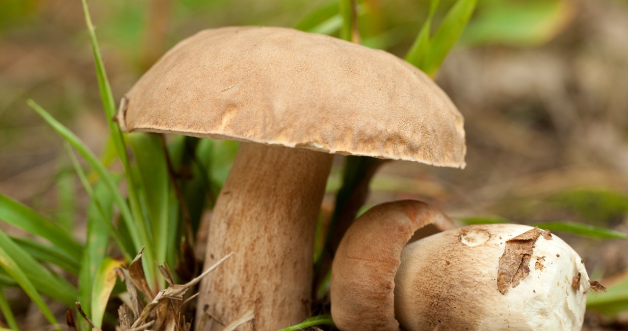 Nie musisz szukać ich w lesie. Piękne okazy wyhodujesz we własnym ogrodzie