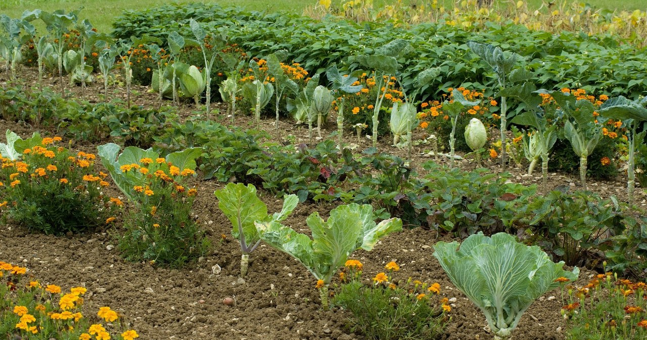 Karmi glebę i zagłusza chwasty. Trik, który zmieni twój warzywnik w raj