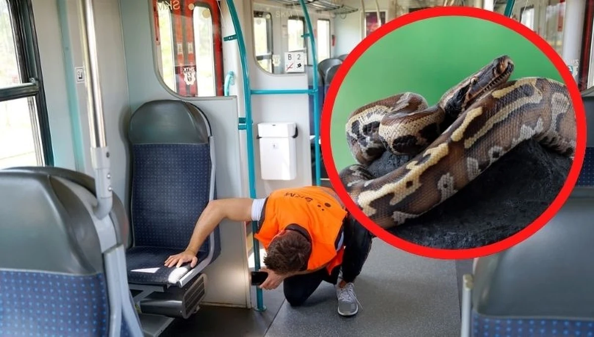 Nietypowa interwencja w Szybkiej Kolei Miejskiej w Trójmieście. Jak się okazało, jedna z pasażerek miała przy sobie dość niecodzienny bagaż - dwa węże. Cała historia rozpoczęła się, gdy podróżna wsiadła do pociągu na stacji Gdynia Orłowo, by udać się do Gdańska Stoczni. Kobieta wysiadała w Gdańsku z pociągu, poszła do auta i dopiero w domu miała zorientować się, że jeden z jej podopiecznych - wąż, zaginął. 