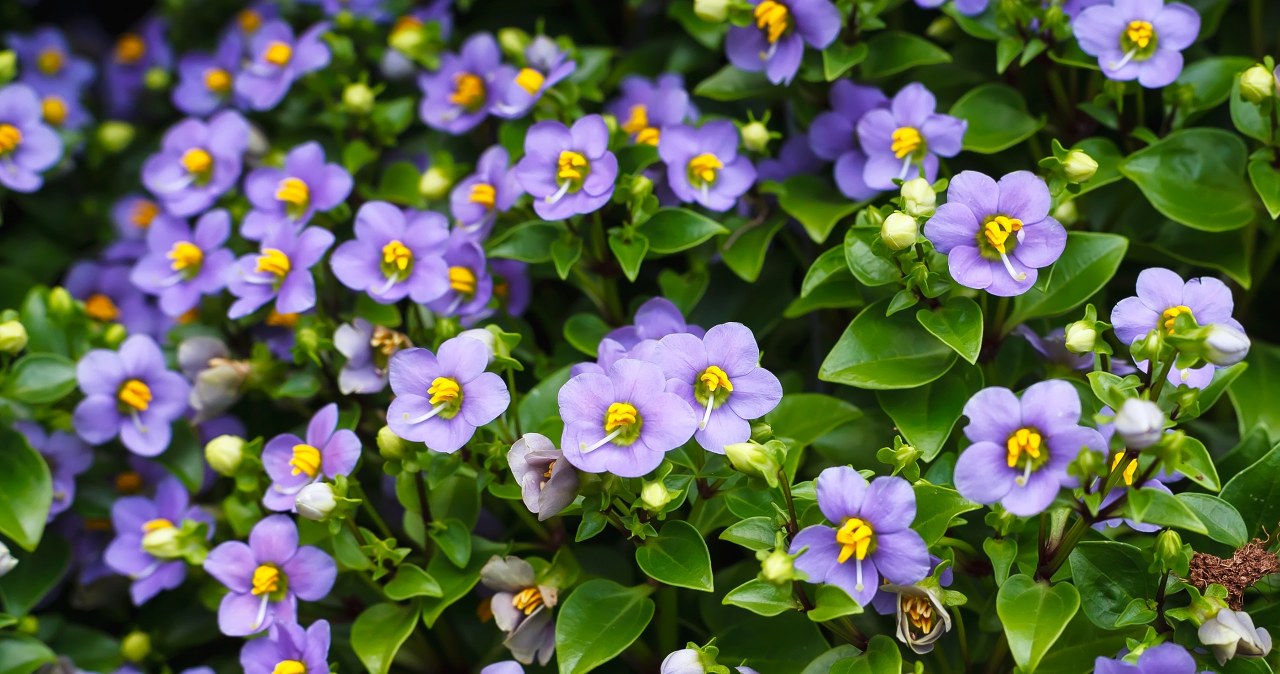 Z egzotycznej wyspy na twój balkon. Ta roślina to tropikalny skarb