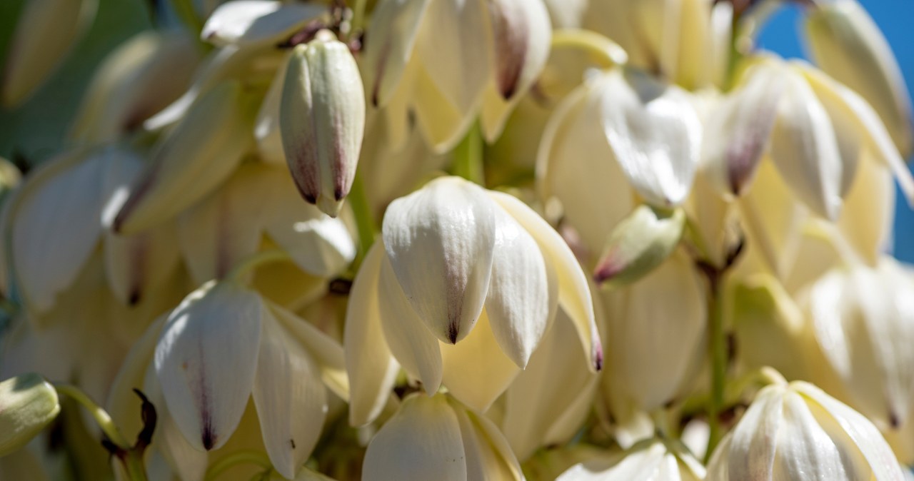 Leniwa juka ani myśli kwitnąć? Zadbaj o nią, pokryje się kremowymi kwiatami
