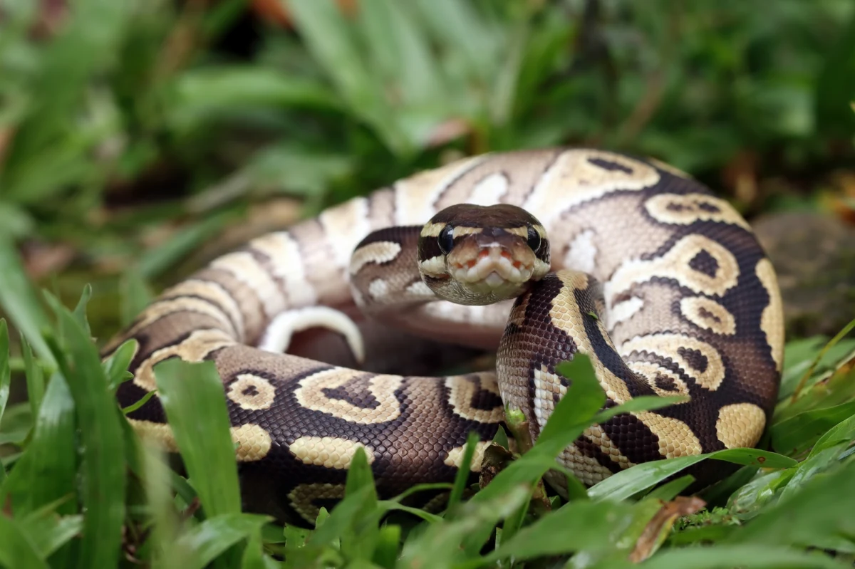 W brytyjskim hrabstwie North Lincolnshire doszło do niezwykłego zdarzenia – policja schwytała olbrzymiego, sześciometrowego pytona. Oprócz giganta udało się również odnaleźć i zabezpieczyć trzy mniejsze węże. Niestety, jeden pyton wciąż pozostaje na wolności, co wzbudza obawy wśród lokalnych mieszkańców.