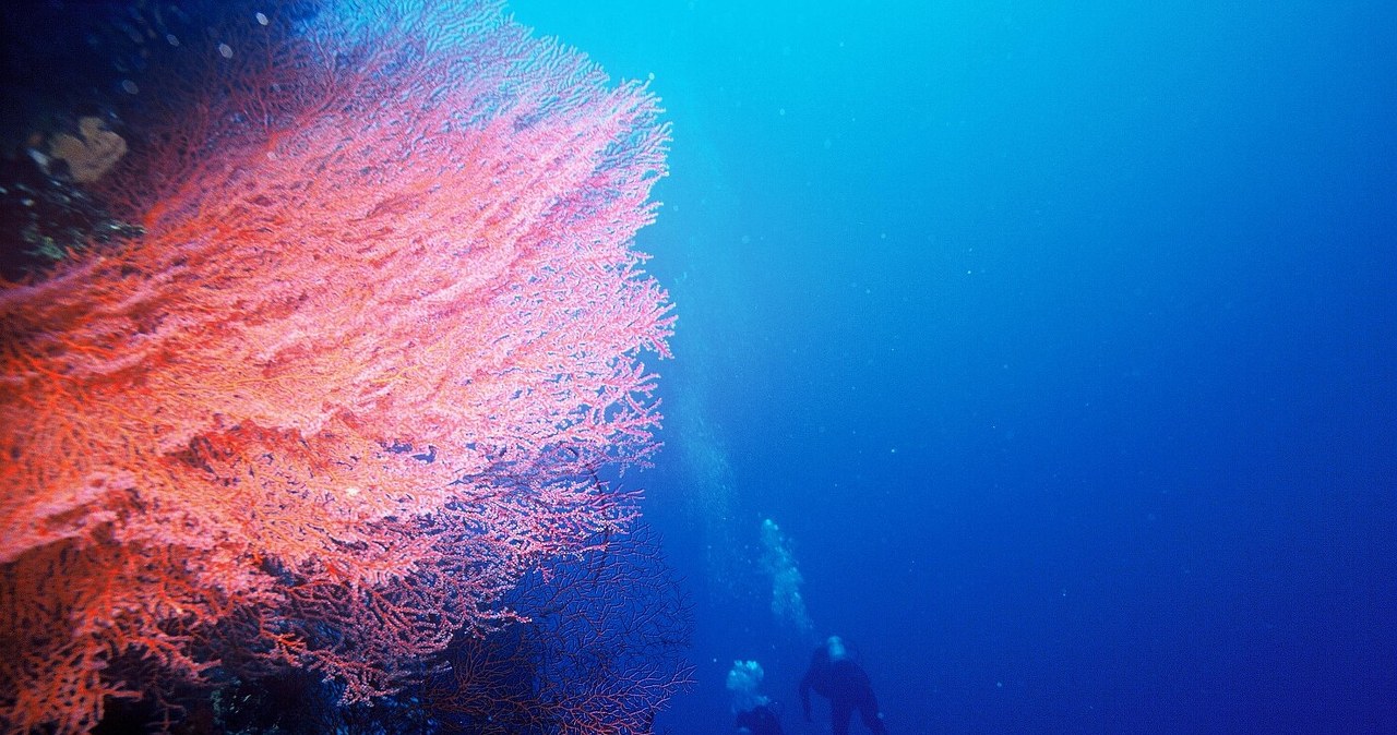Głęboko w oceanie naukowcy odkryli coś niesamowitego. Unikalne związki
